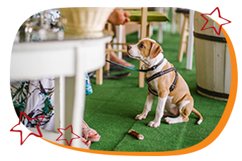 img-petfriendly-2.png